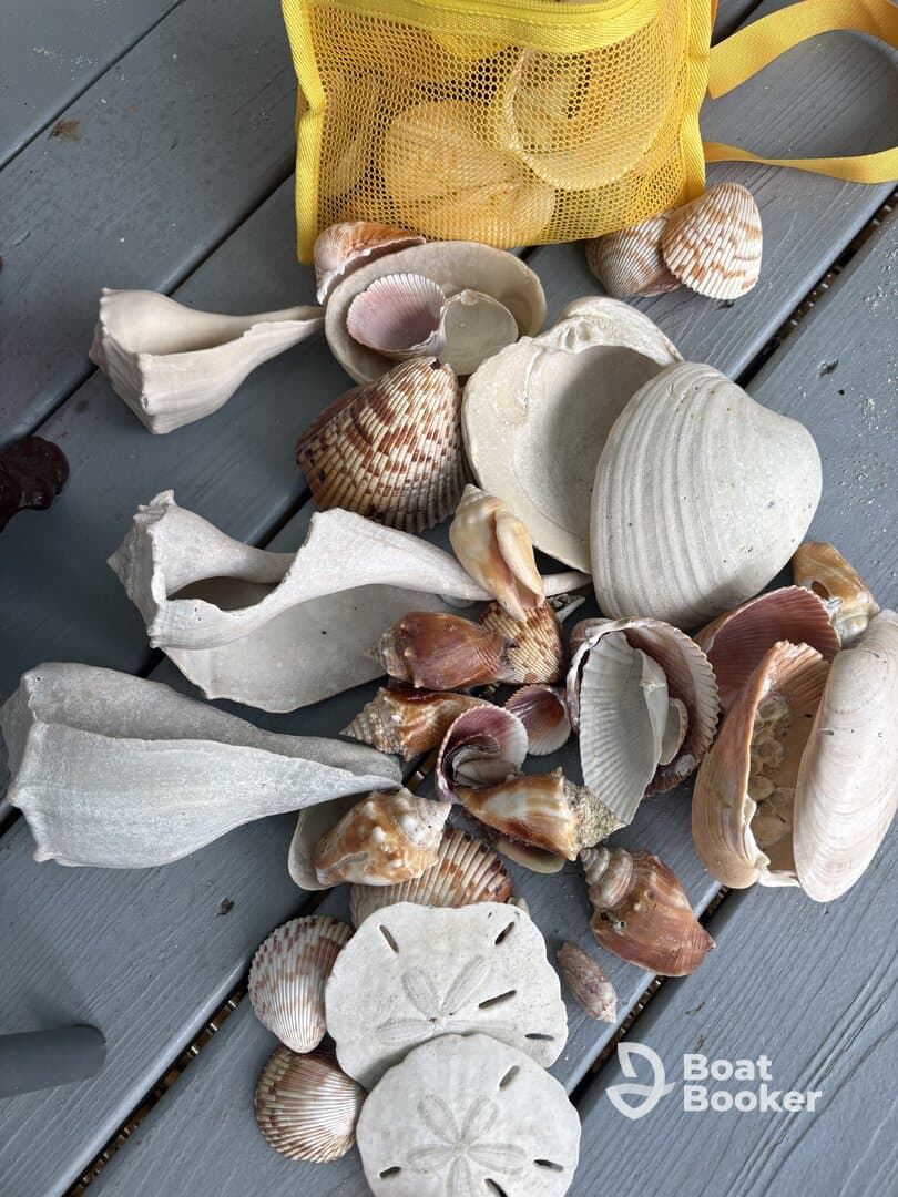 A collection of beautiful seashells displayed on a wooden surface, perfect for beachcombing enthusiasts and coastal decor.