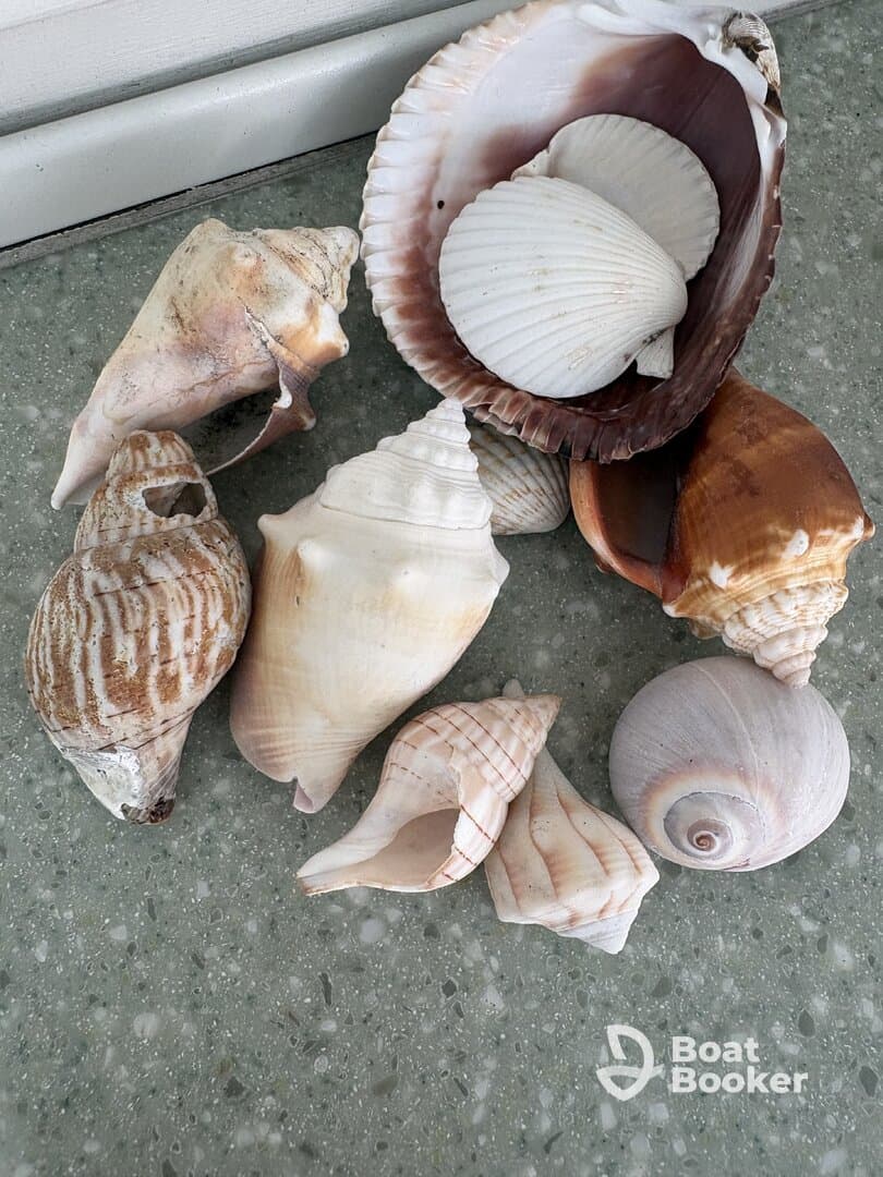 A collection of beautiful seashells displayed on a surface, perfect for beach-themed decor or souvenirs from a coastal adventure.