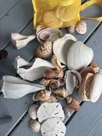 A collection of beautiful seashells displayed on a wooden surface, perfect for beachcombing enthusiasts and coastal decor.