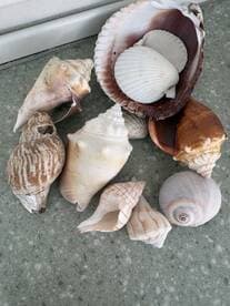 A collection of beautiful seashells displayed on a surface, perfect for beach-themed decor or souvenirs from a coastal adventure.