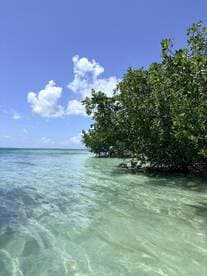 A serene view of clear waters and mangroves under a bright blue sky, capturing the tranquil beauty of a coastal landscape.