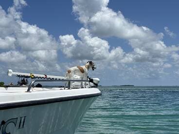 A dog enjoys the ocean breeze while perched on the bow of a boat, showcasing a fun day on the water with friends.