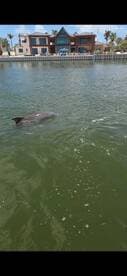 A dolphin swims gracefully in the water, showcasing the beauty of marine wildlife in a serene coastal setting.