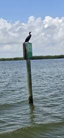 A cormorant perches on a navigation marker in calm waters, showcasing the beauty of local wildlife in a serene aquatic environment.