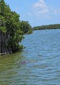 A serene moment capturing a manatee swimming in calm waters, surrounded by lush mangroves — a beautiful glimpse of wildlife in its natural habitat.
