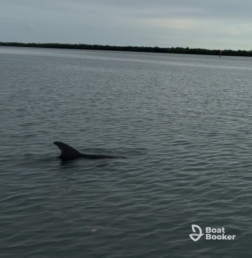 A dolphin gracefully swims through calm waters, showcasing the beauty of marine wildlife in its natural habitat.