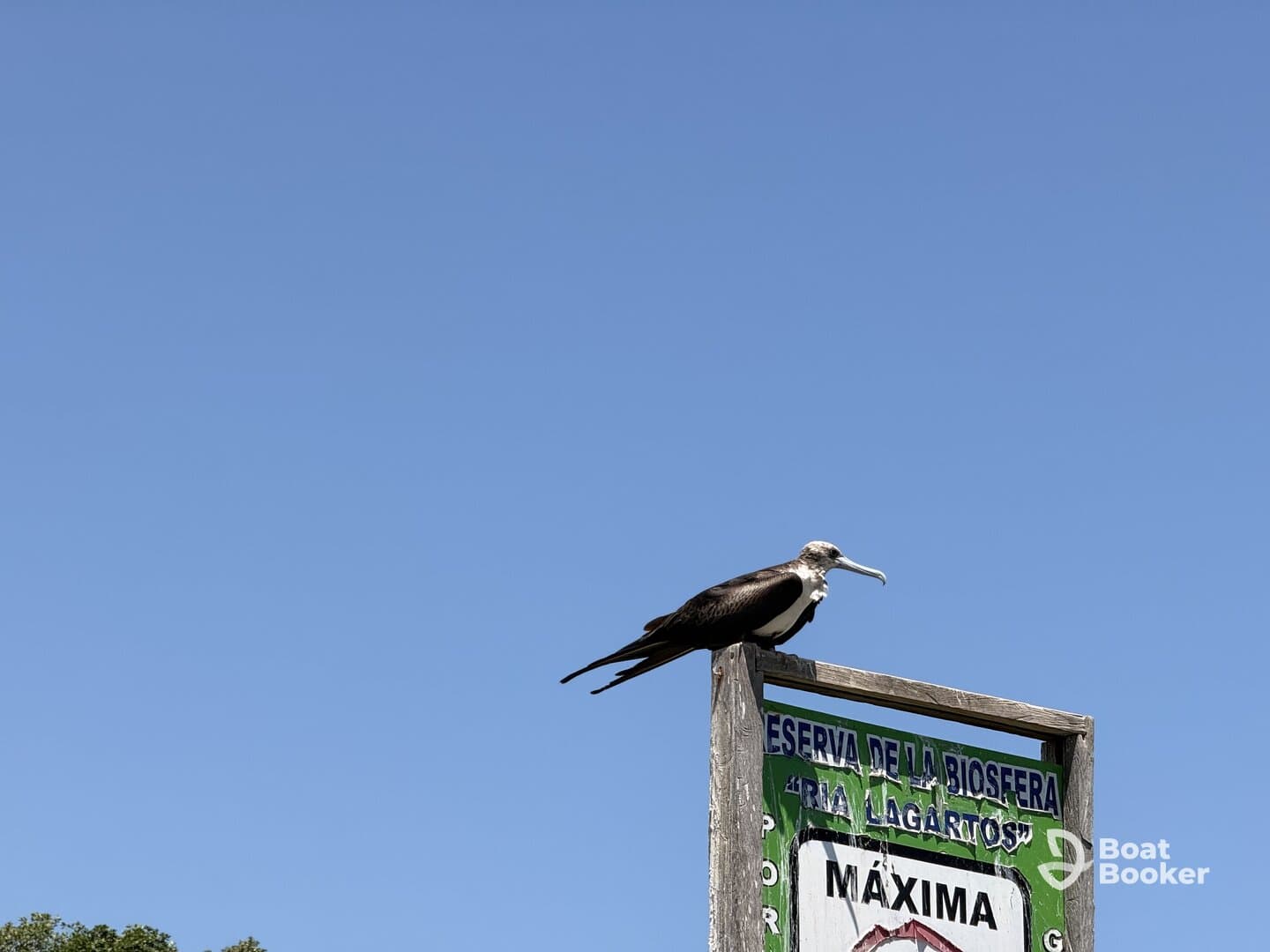 A fregatidae bird perched on a sign in a biosphere reserve, showcasing the natural beauty and wildlife of the area.
