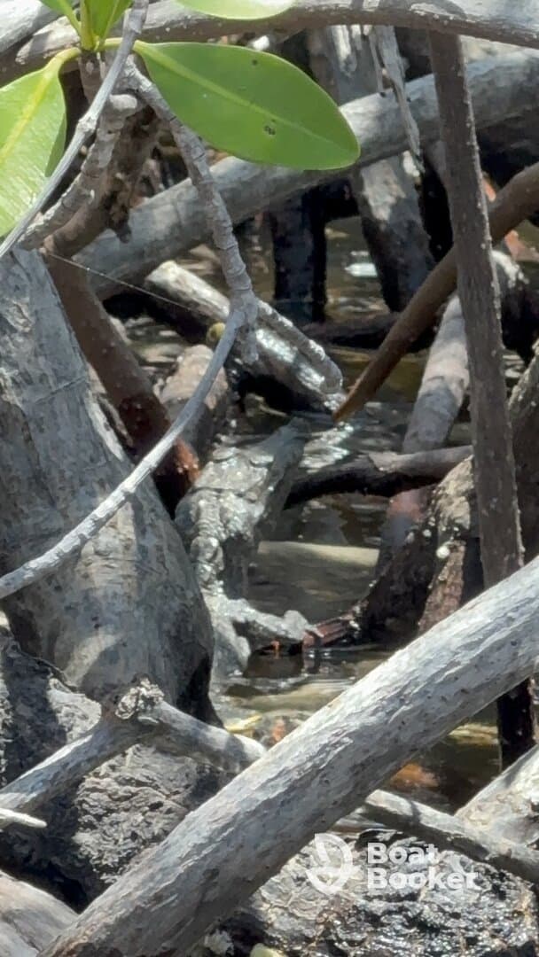 An unclear image featuring mangrove branches and water, lacking identifiable subjects or clarity.