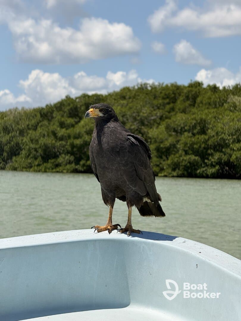 A striking close-up of a hawk perched on the edge of a boat, showcasing the beauty of wildlife in a serene aquatic environment.