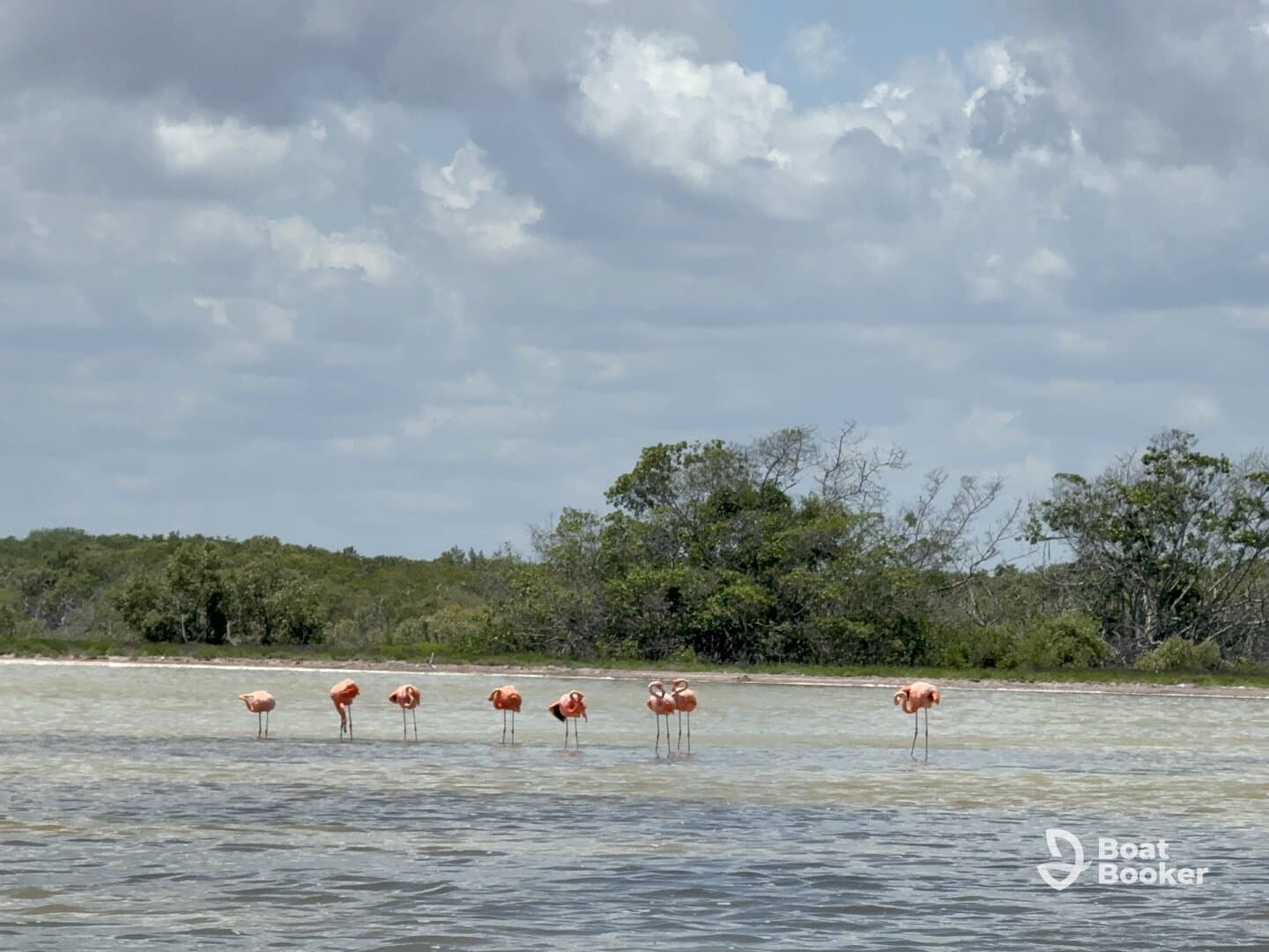 A stunning view of flamingos standing in shallow water, showcasing the beauty of wildlife in their natural habitat.