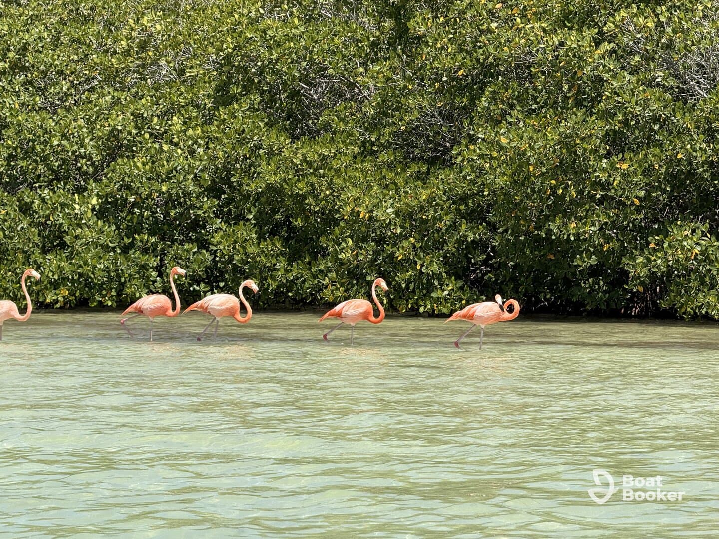 A stunning group of flamingos wades through shallow waters, showcasing their vibrant pink feathers against a lush green backdrop — a beautiful wildlife sight in a natural habitat.