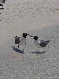 Two seagulls interact along the shoreline, showcasing the beauty of wildlife in coastal environments.