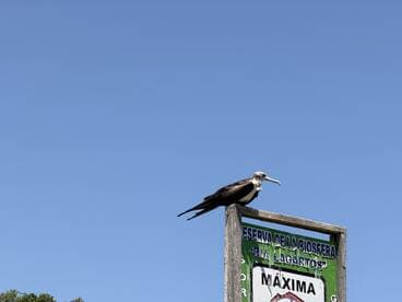 A fregatidae bird perched on a sign in a biosphere reserve, showcasing the natural beauty and wildlife of the area.