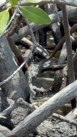 An unclear image featuring mangrove branches and water, lacking identifiable subjects or clarity.