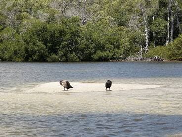 Two birds stand on a sandy bank surrounded by mangroves, showcasing the serene wildlife of the coastal ecosystem.