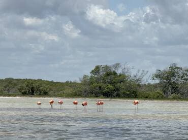 A stunning view of flamingos standing in shallow water, showcasing the beauty of wildlife in their natural habitat.