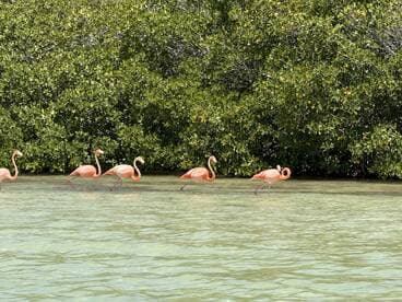 A stunning group of flamingos wades through shallow waters, showcasing their vibrant pink feathers against a lush green backdrop — a beautiful wildlife sight in a natural habitat.