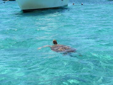 A beautiful sea turtle swims gracefully in crystal-clear waters, with people enjoying the aquatic scenery nearby — a perfect wildlife encounter in a tropical paradise.