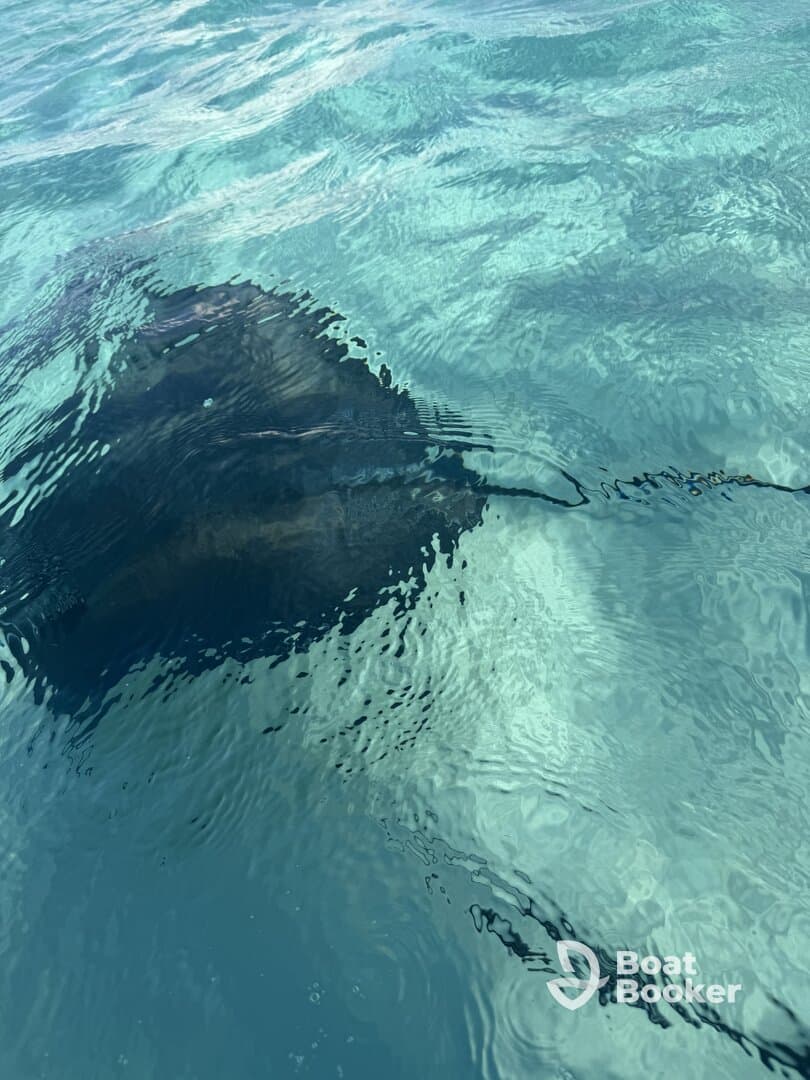 A serene underwater view of a stingray gliding through crystal-clear waters, showcasing the beauty of marine wildlife in its natural habitat.