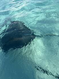 A serene underwater view of a stingray gliding through crystal-clear waters, showcasing the beauty of marine wildlife in its natural habitat.