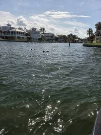 Two dolphins swim gracefully in a serene waterway, surrounded by beautiful waterfront homes — a delightful wildlife encounter in a picturesque setting.