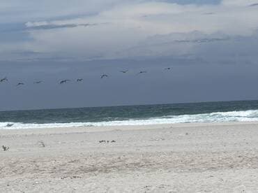 A stunning capture of birds flying over the ocean, showcasing the beauty of wildlife in a coastal setting.
