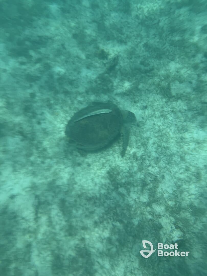A serene underwater shot of a turtle gliding over the ocean floor, showcasing the beauty of marine wildlife in its natural habitat.