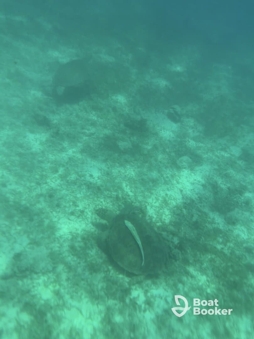 Two sea turtles gracefully swim along the ocean floor, showcasing the beauty of underwater wildlife in their natural habitat.