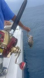 A successful fishing trip captured as a person holds up a freshly caught fish while on a boat, showcasing the excitement of ocean fishing.