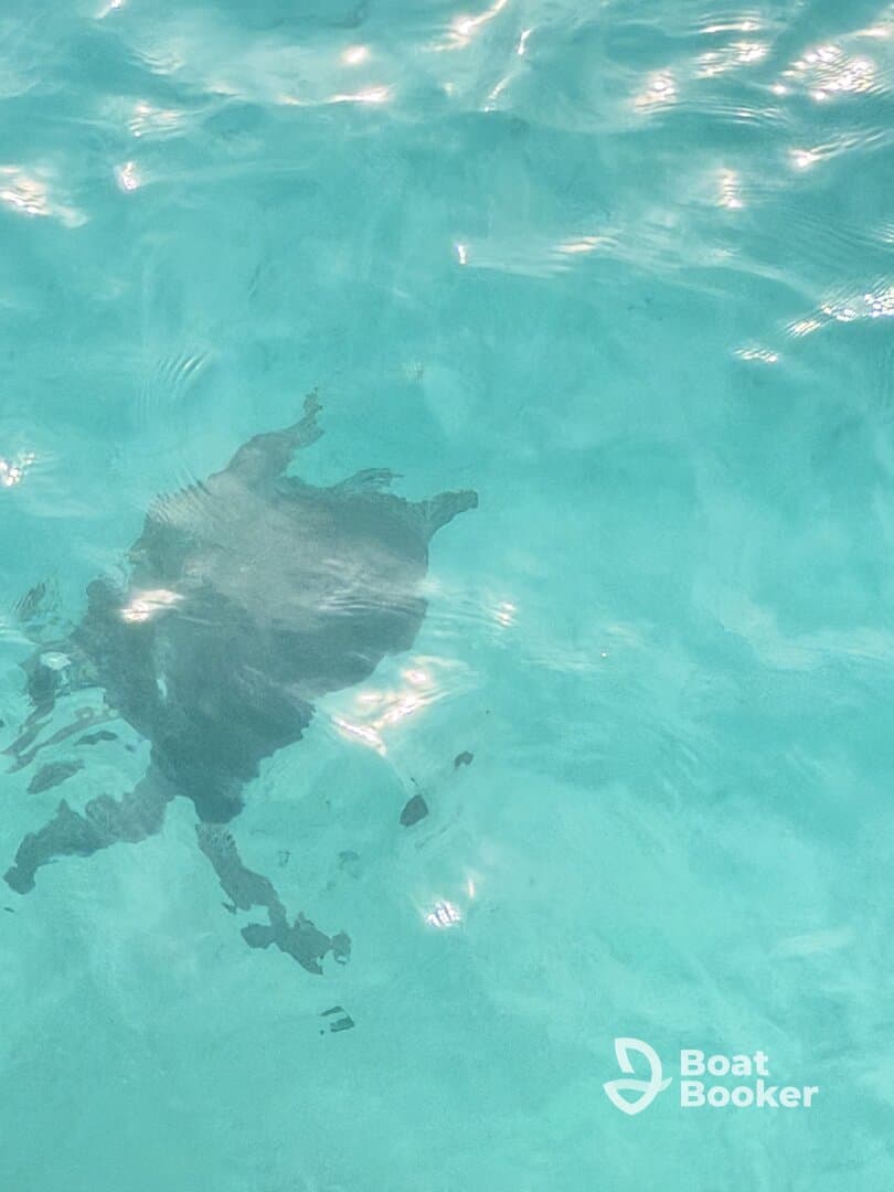 A serene underwater view of a turtle swimming in crystal-clear waters, showcasing the beauty of marine wildlife.