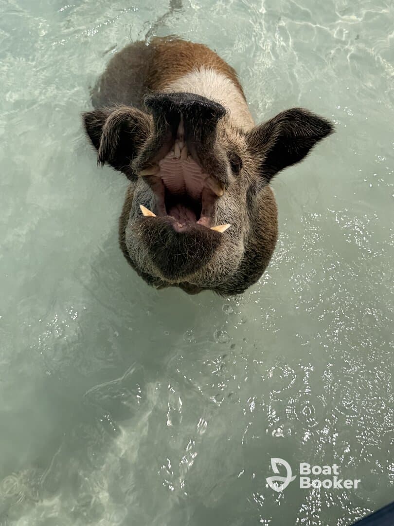 A close-up of a pig swimming in clear waters, showcasing the unique wildlife experience found in the Bahamas.