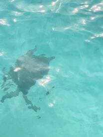 A serene underwater view of a turtle swimming in crystal-clear waters, showcasing the beauty of marine wildlife.