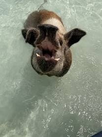 A close-up of a pig swimming in clear waters, showcasing the unique wildlife experience found in the Bahamas.