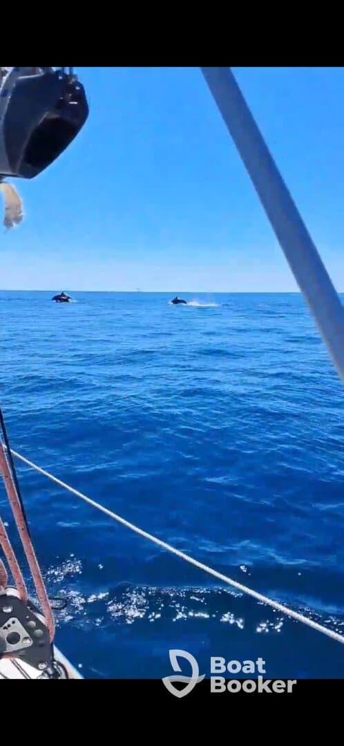A stunning view of whales swimming in the open ocean, showcasing the beauty of marine wildlife in their natural habitat.
