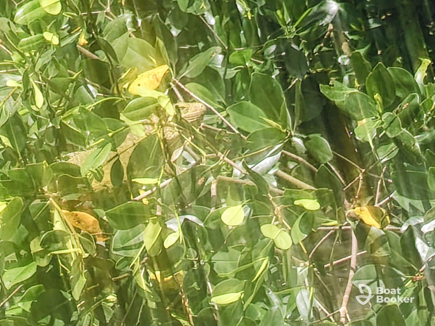 A close-up view of an iguana camouflaged among lush green foliage, showcasing the beauty of wildlife in its natural habitat.