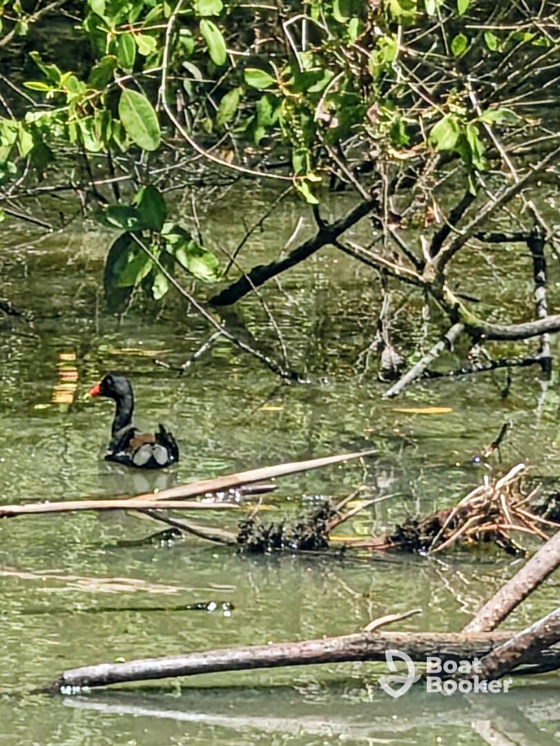 A close-up view of a bird swimming among the mangroves, showcasing the serene wildlife habitat.