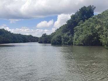 A serene view of a winding waterway surrounded by lush mangroves, perfect for eco-tours and exploring nature's beauty.