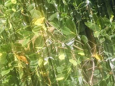 A close-up view of an iguana camouflaged among lush green foliage, showcasing the beauty of wildlife in its natural habitat.