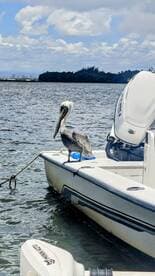A pelican perches on the edge of a boat, showcasing the beauty of wildlife in a serene aquatic setting.