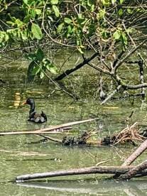 A close-up view of a bird swimming among the mangroves, showcasing the serene wildlife habitat.