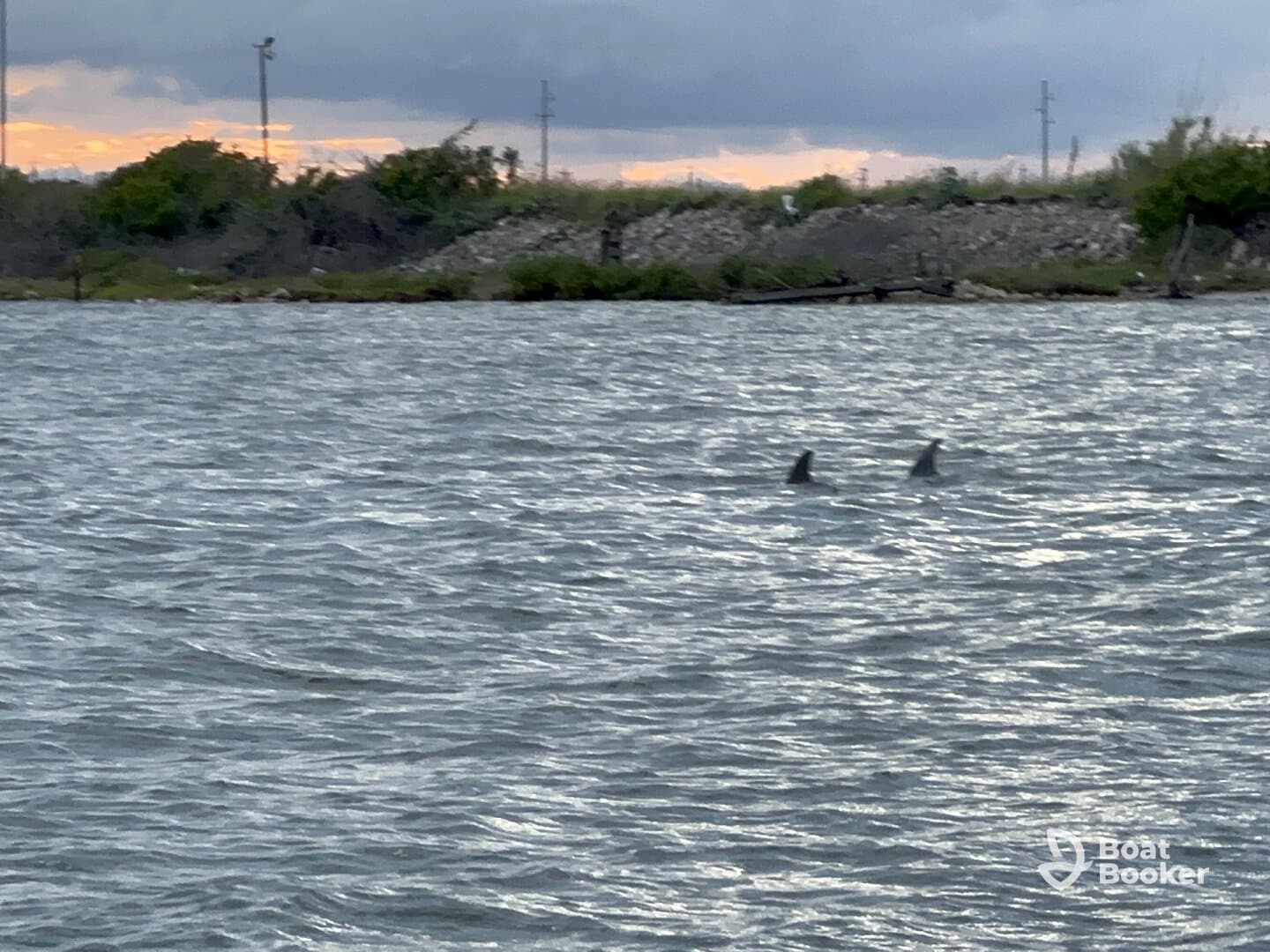 Two dolphins swim gracefully in the water, showcasing the beauty of marine wildlife in their natural habitat.