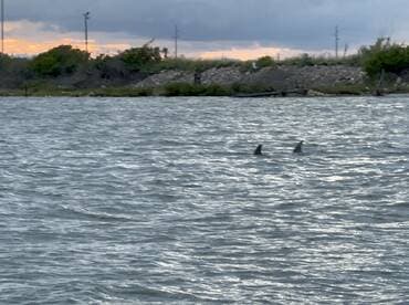 Two dolphins swim gracefully in the water, showcasing the beauty of marine wildlife in their natural habitat.