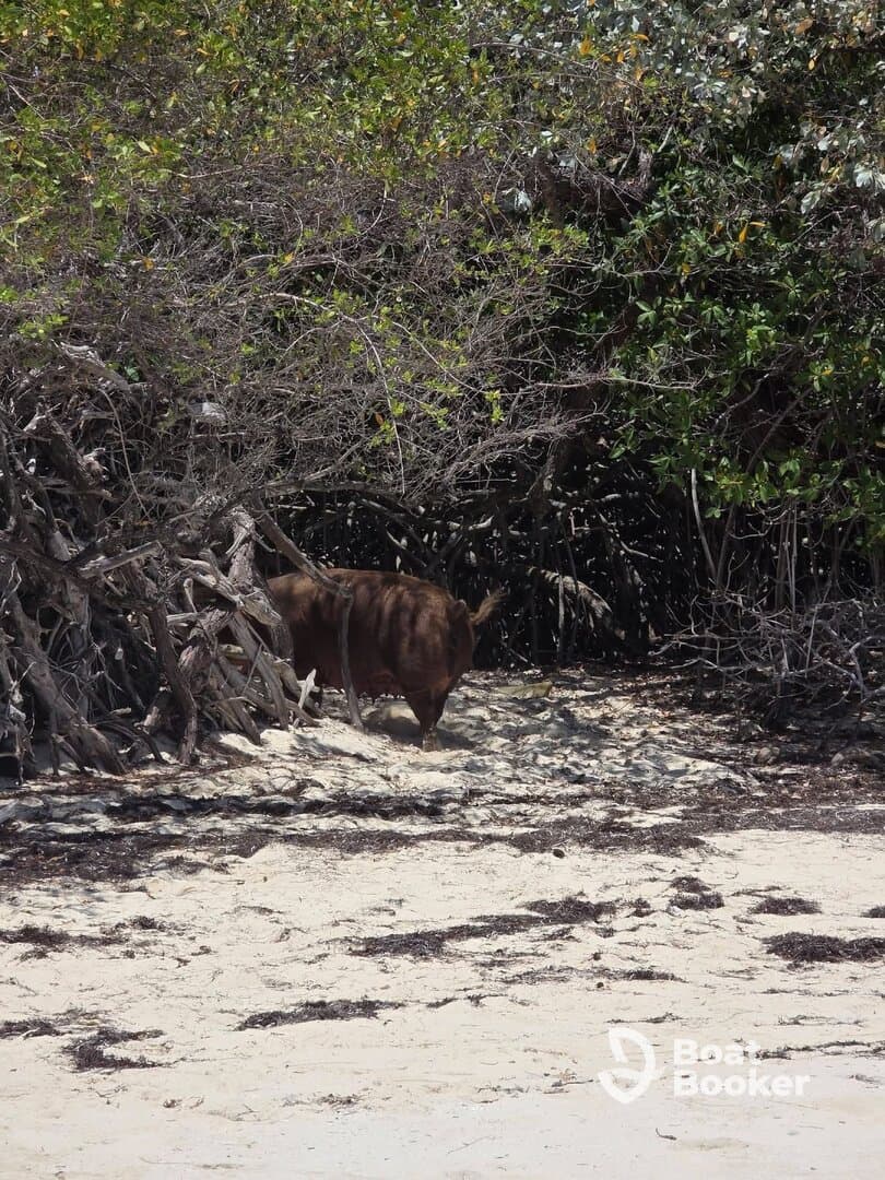 A close-up view of a pig wandering through the mangroves on a sandy beach, showcasing the unique wildlife experience found in the Bahamas.