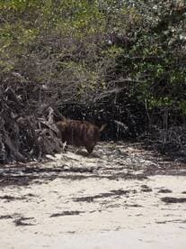 A close-up view of a pig wandering through the mangroves on a sandy beach, showcasing the unique wildlife experience found in the Bahamas.