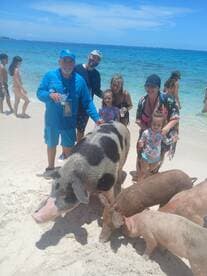 A joyful group interacts with friendly pigs on the beach, creating a memorable wildlife experience in the Bahamas.