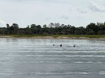 A serene moment capturing dolphins swimming in calm waters, showcasing the beauty of wildlife in their natural habitat.