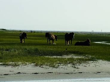 A serene scene featuring wild horses grazing in a lush green landscape, showcasing the beauty of nature and wildlife.