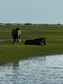 Two horses are seen in a serene marsh landscape, showcasing the beauty of wildlife in their natural habitat.