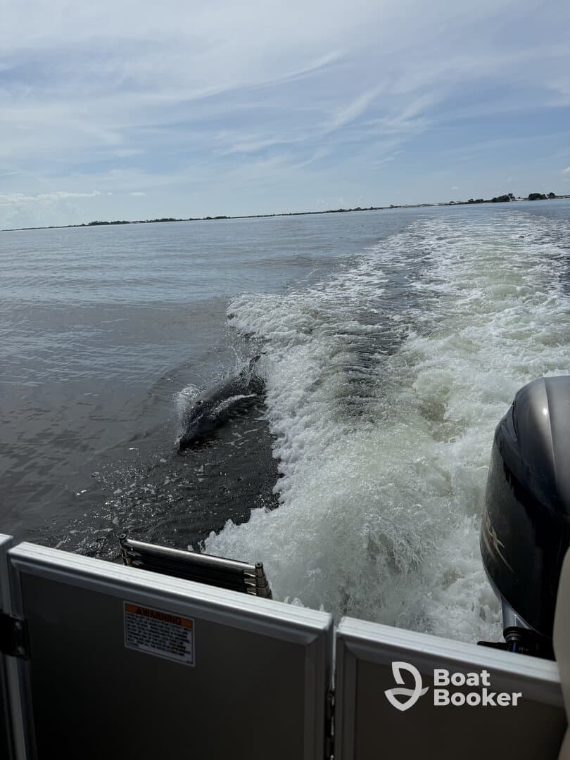 A dolphin gracefully swims alongside a boat, creating a captivating moment in the water — a perfect example of wildlife interaction during a boating adventure.
