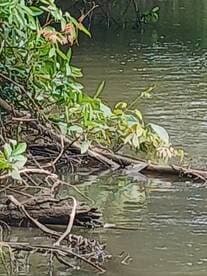 A partially obscured view of a natural setting with water and vegetation, lacking clear focus or identifiable subjects.